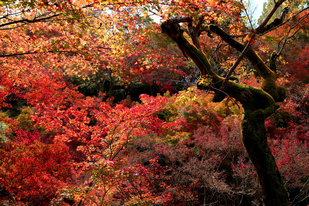 紅葉