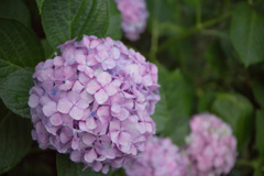 紫雨花