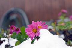 雪にも