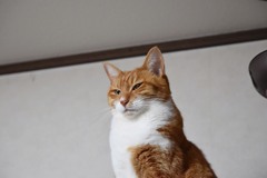 どやぁ