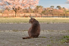 さくらとねこ