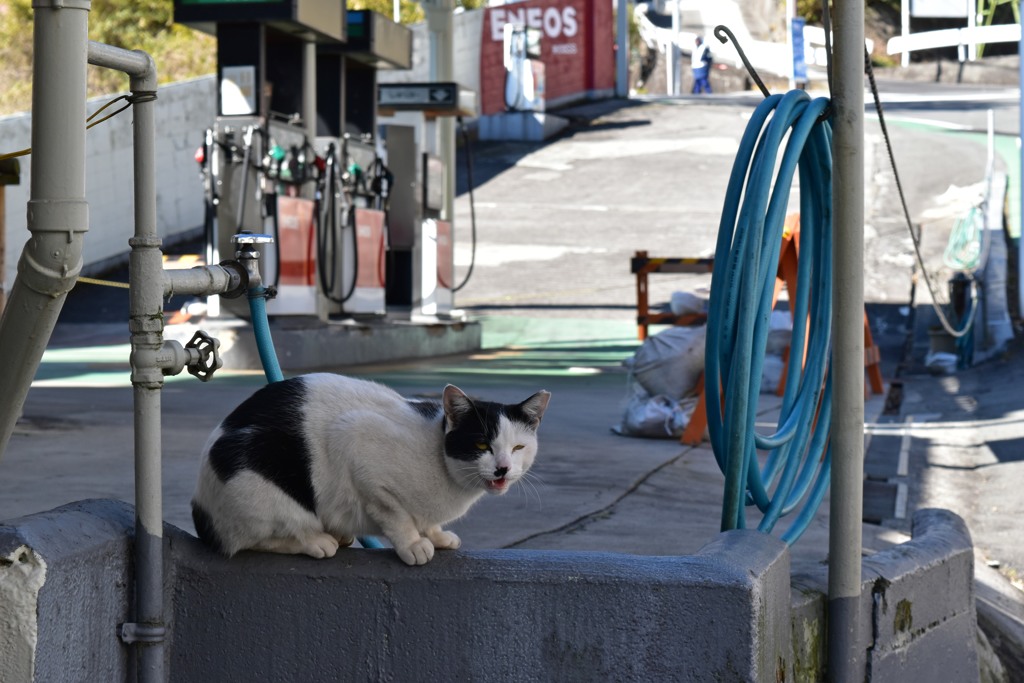 あたみねこ