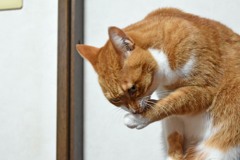 あんにゃろう…