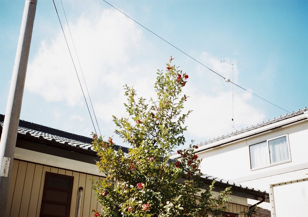 青空と赤い花