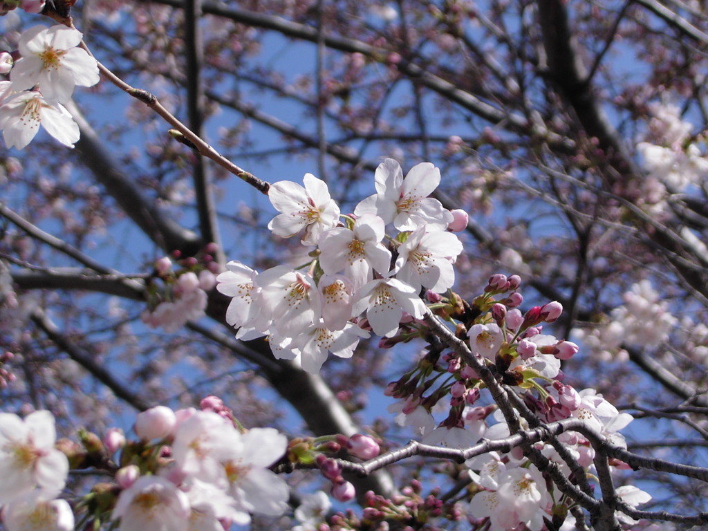 桜