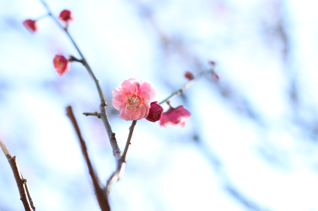 梅の花