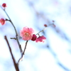 梅の花