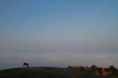 雲海と神鹿