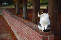 猫とレンガ