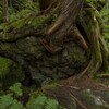原生林②