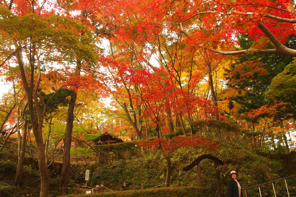 松雲山荘 紅葉