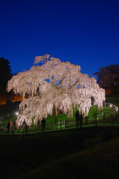 三春の滝桜