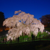 三春の滝桜