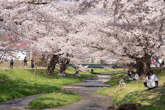 観音寺川の桜並木