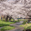 観音寺川の桜並木