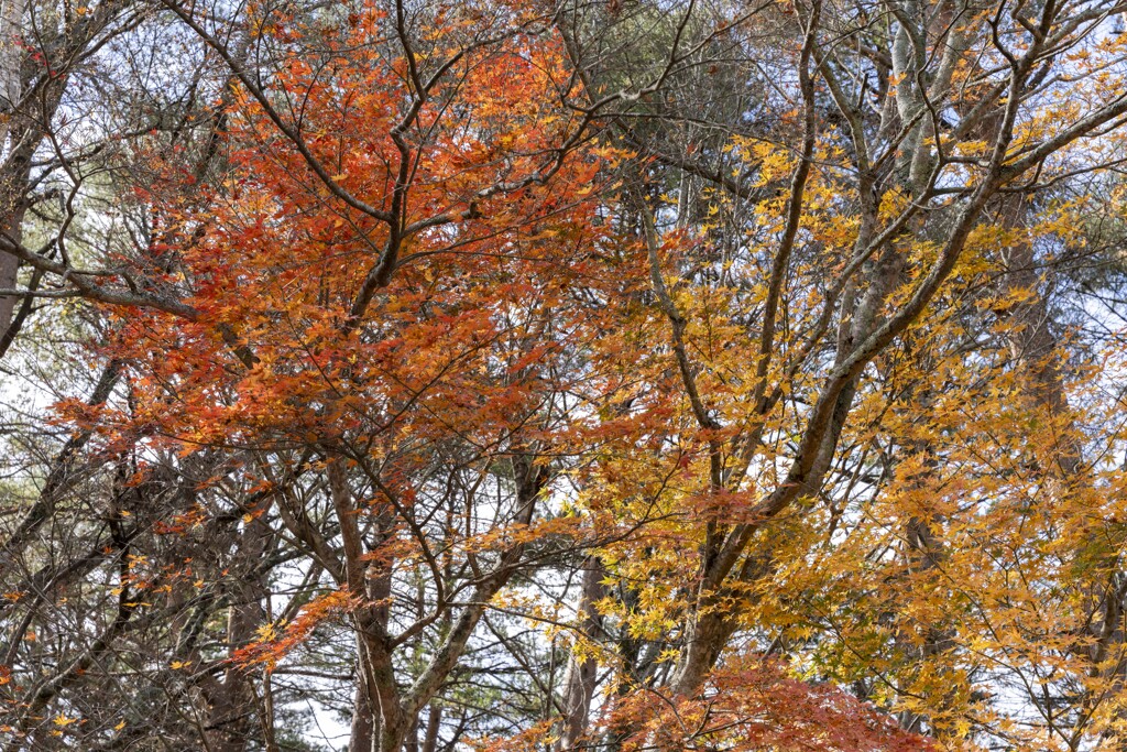 赤と黄色の紅葉