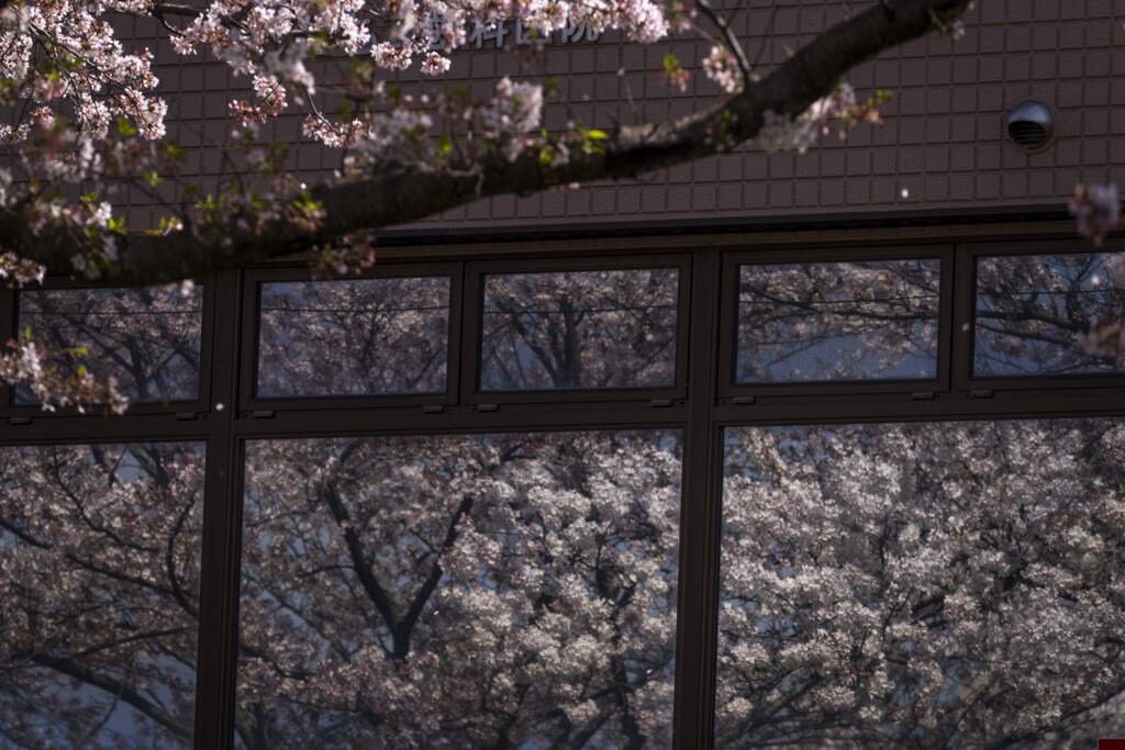 桜とリフレクション