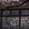 桜とリフレクション