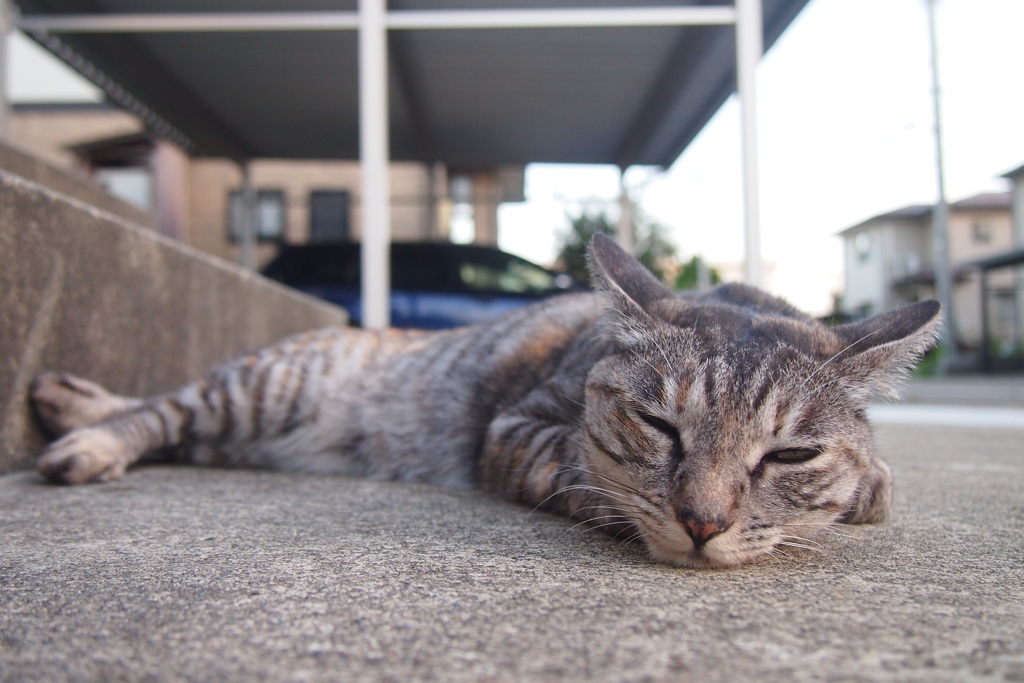 猫はどこでも寝れます