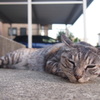 猫はどこでも寝れます