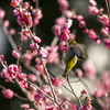 梅とメジロ②