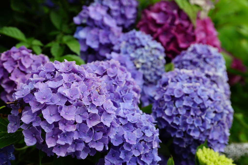 紫陽花