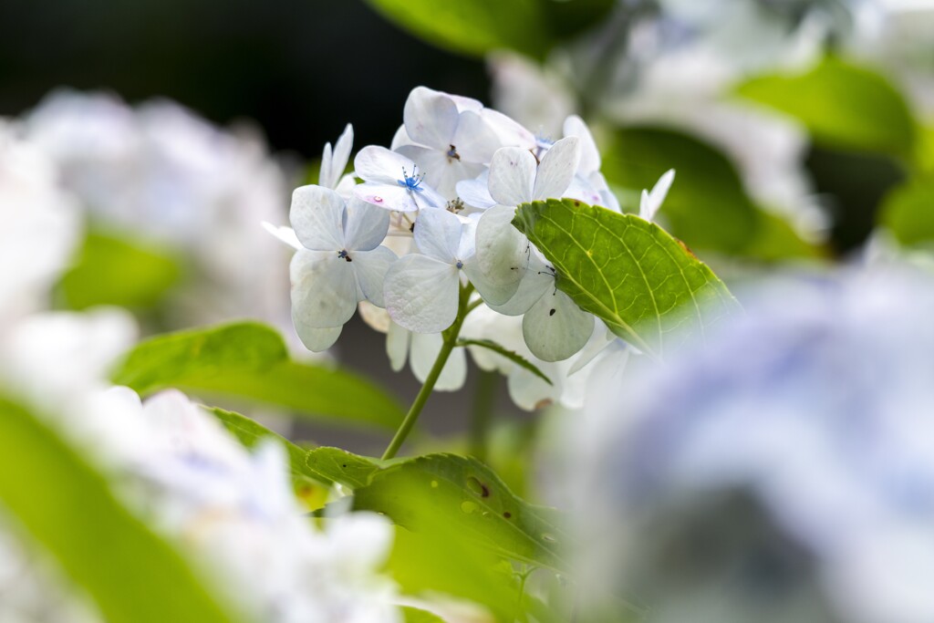 白い紫陽花