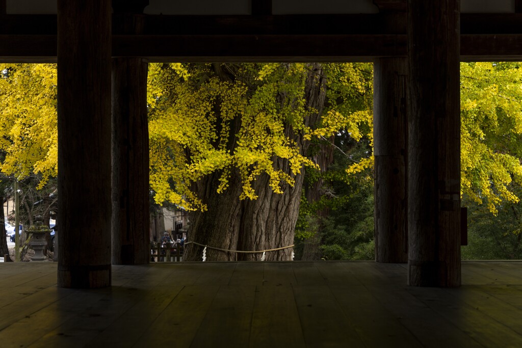 新宮熊野神社の紅葉⑦