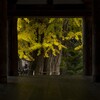 新宮熊野神社の紅葉⑦