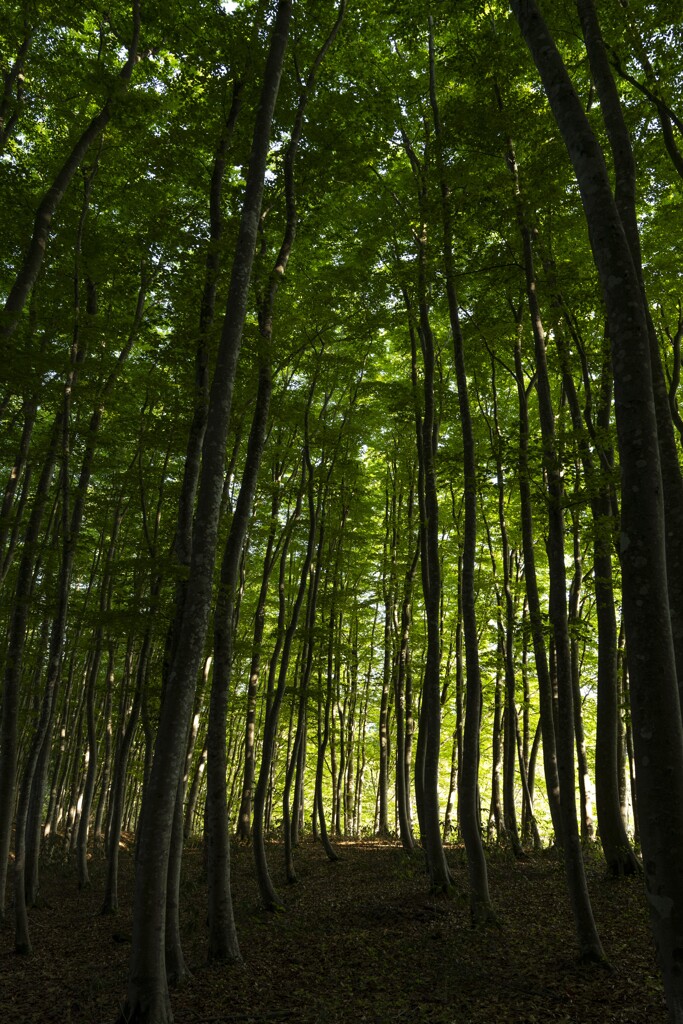 日暮れの美人林