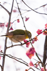 梅の蜜を吸うメジロ①