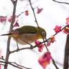 梅の蜜を吸うメジロ①
