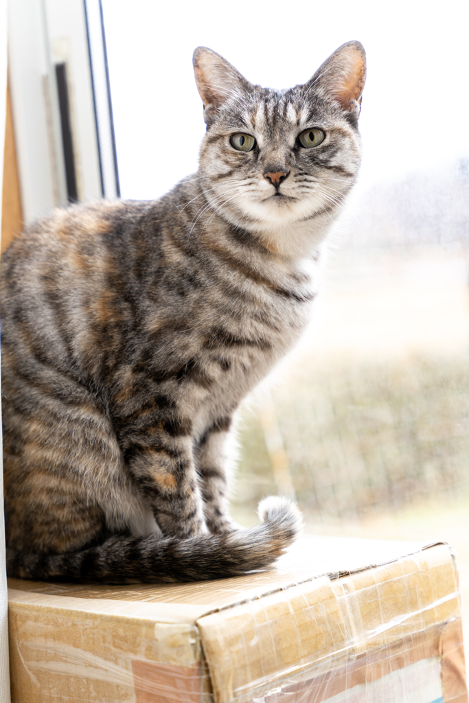 実家の猫