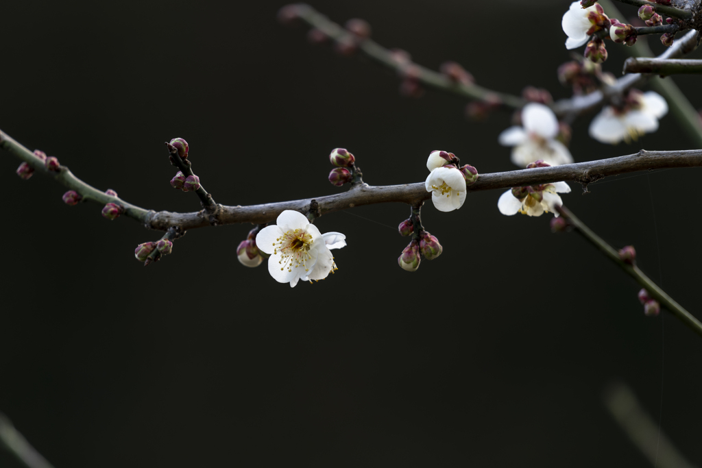 梅の花