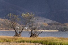 桧原湖の畔で木を