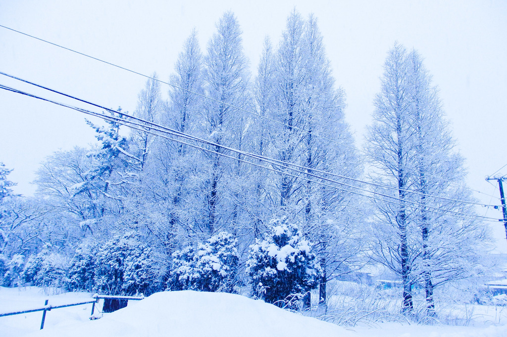 White Trees