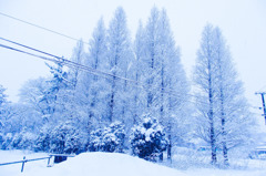 White Trees