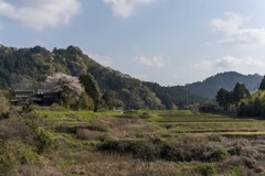 田舎風景と桜