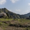 田舎風景と桜