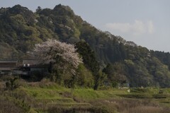 田舎風景と桜