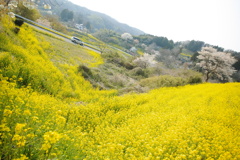 菜の花と桜