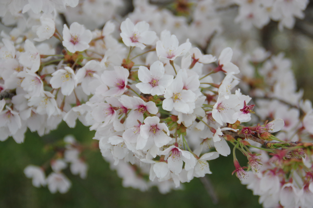 桜