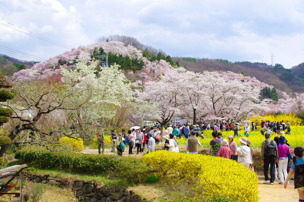 花見山