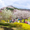 花見山