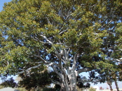 アメリカ　ロサンゼルスにて Big tree park