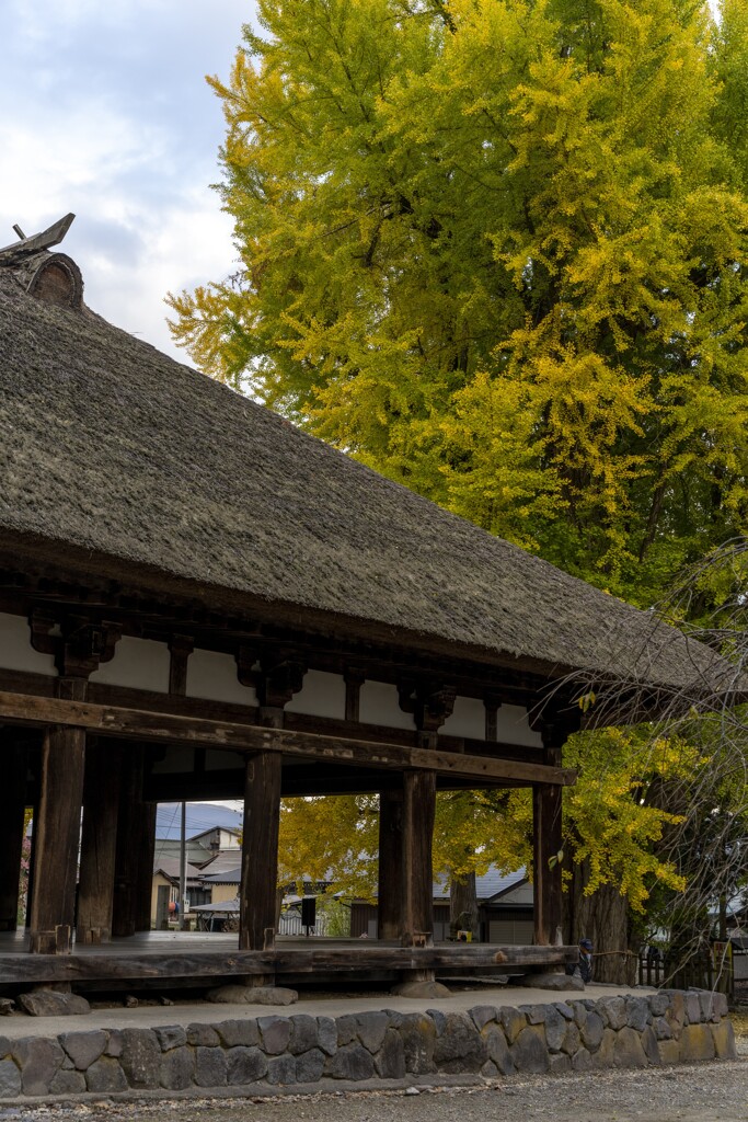 新宮熊野神社の紅葉⑧