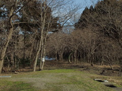 落葉した森