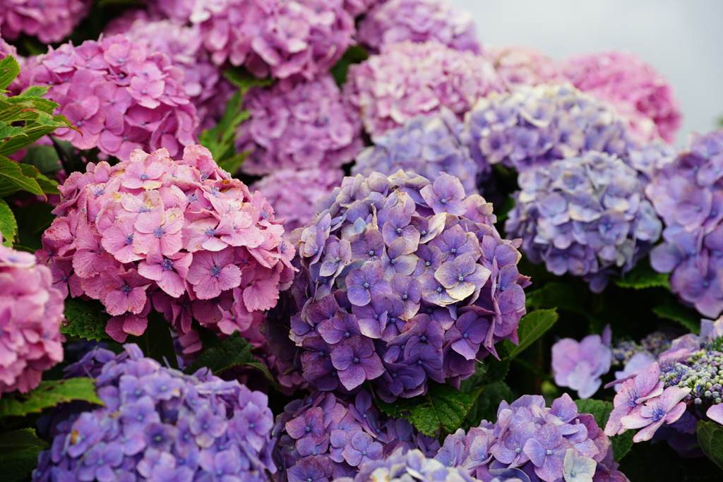 紫陽花