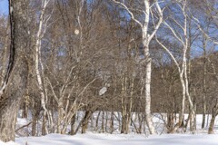 雪景色