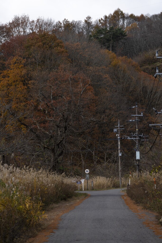 晩秋を感じる道
